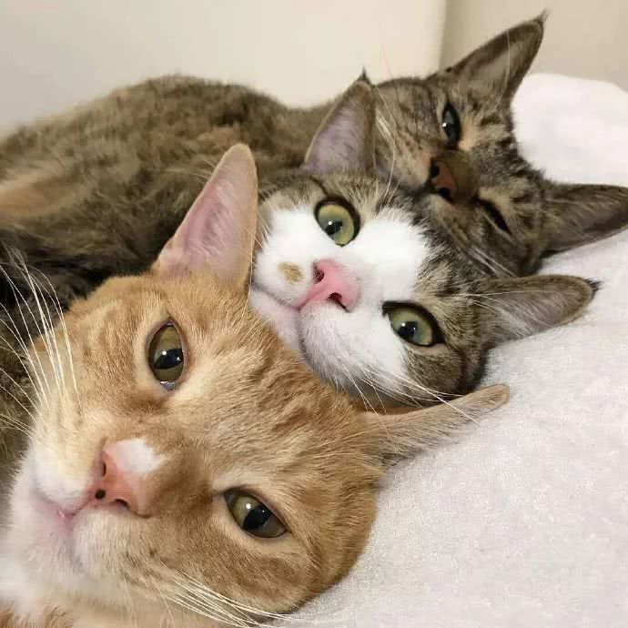 最新整猫,最新整猫，时代背景下的猫文化热潮