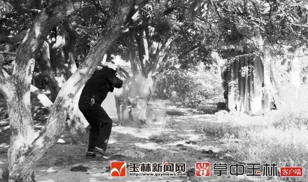 最新宰牛抢,最新宰牛抢，科技重塑生活，体验前所未有的宰牛新时代