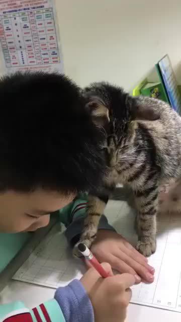 猫咪最新0,猫咪最新0，小巷中的猫儿天堂，一家特色小店的独特魅力