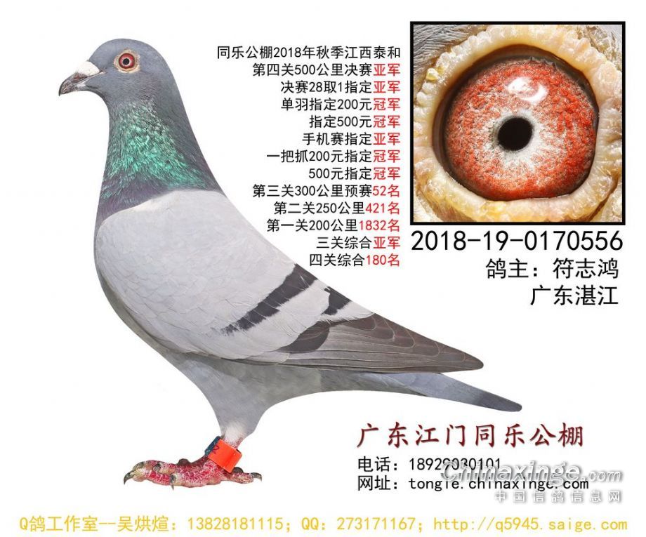 江门同乐公棚最新公告,江门同乐公棚最新公告，启航新征程，让学习成就无限可能！